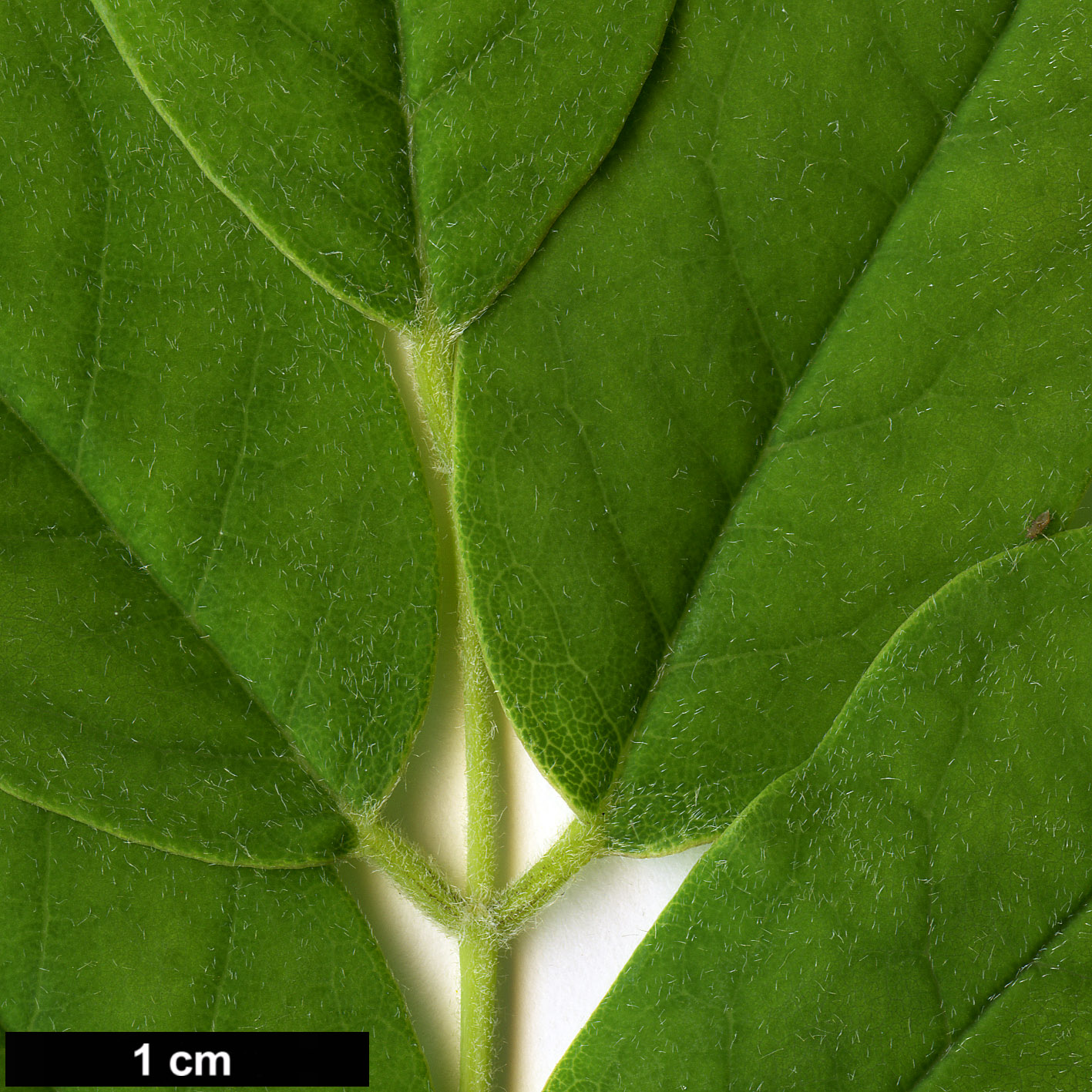 High resolution image: Family: Fabaceae - Genus: Maackia - Taxon: floribunda